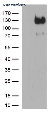 OriGene TA809229S image 1
