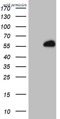 OriGene TA809256S image 1