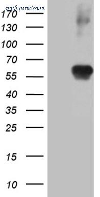 OriGene TA809296 image 1