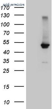 OriGene TA809306S image 1