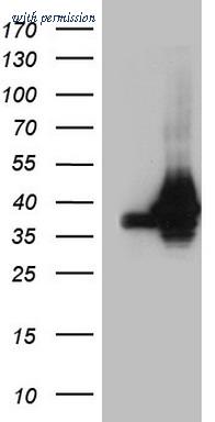 OriGene TA809308 image 1