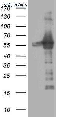 OriGene TA809319S image 1