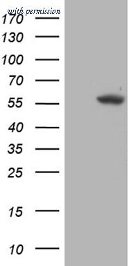 OriGene TA809321 image 1