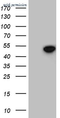 OriGene TA809326 image 1