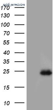 OriGene TA809469 image 1