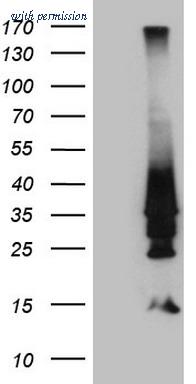 OriGene TA809472S image 1