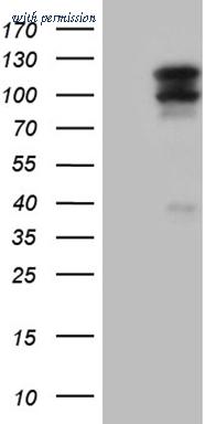 OriGene TA809496 image 1
