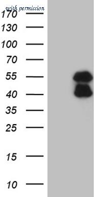 OriGene TA809503S image 1