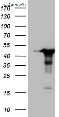 OriGene TA809528S image 1