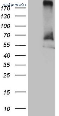 OriGene TA809592S image 1