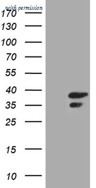 OriGene TA809615 image 1