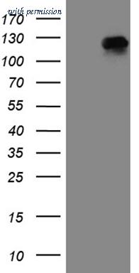 OriGene TA809626 image 1