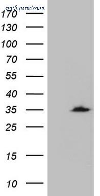OriGene TA809641 image 1