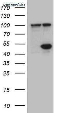 OriGene TA809651 image 1