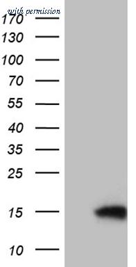 OriGene TA809738 image 1