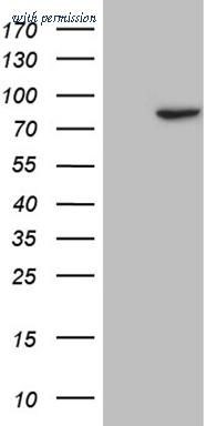 OriGene TA809874 image 1