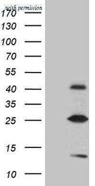 OriGene TA809878S image 1