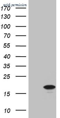 OriGene TA809880S image 1