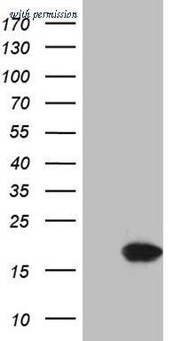 OriGene TA809883 image 1