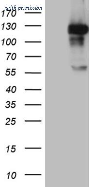 OriGene TA809901S image 1