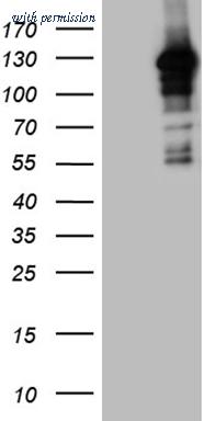 OriGene TA809926S image 1