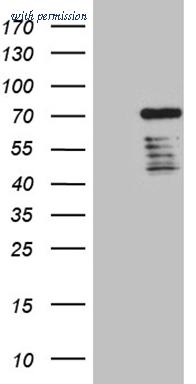OriGene TA809931S image 1