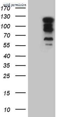 OriGene TA809993 image 1