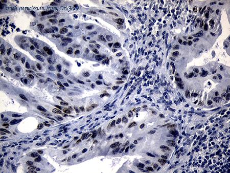 OriGene TA810021 image 1