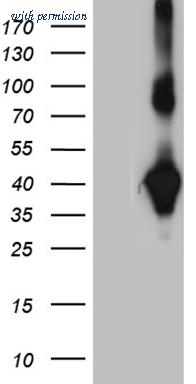 OriGene TA810043 image 1