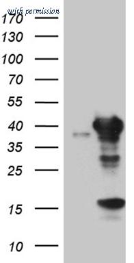OriGene TA810089S image 1