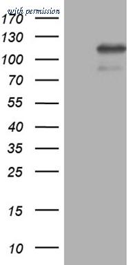 OriGene TA810142 image 1