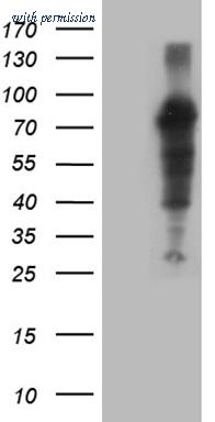 OriGene TA810208 image 1