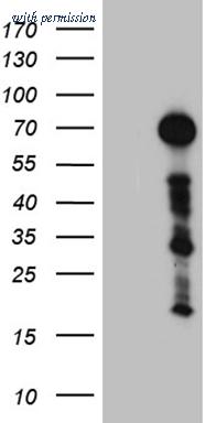 OriGene TA810229 image 1