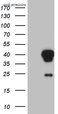 OriGene TA810230 image 1