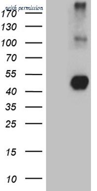 OriGene TA810275 image 1