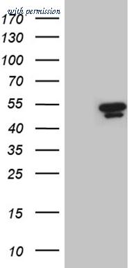 OriGene TA810287S image 1