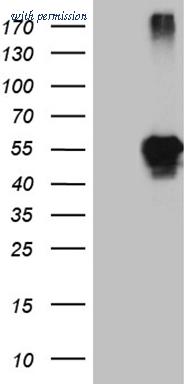 OriGene TA810327S image 1