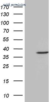 OriGene TA810332 image 1