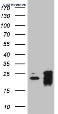 OriGene TA810334 image 1