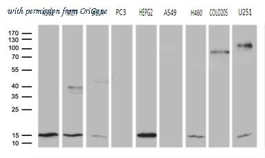 OriGene TA810394 image 1