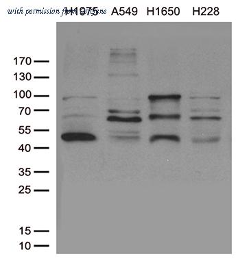OriGene TA810448S image 1