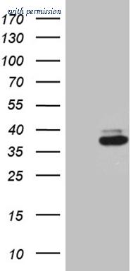 OriGene TA810470S image 1
