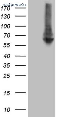 OriGene TA810509 image 1