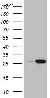 OriGene TA810511S image 1