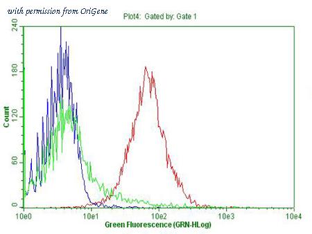 OriGene TA810514 image 1