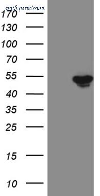 OriGene TA810541 image 1