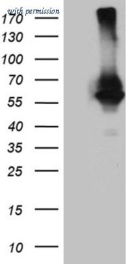 OriGene TA810580 image 1