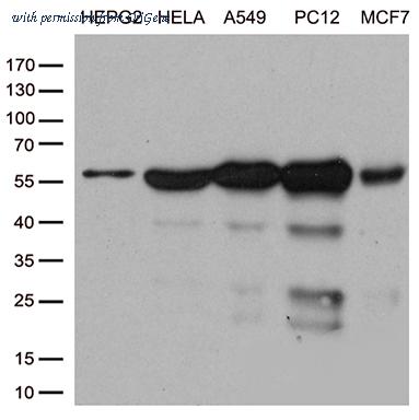 OriGene TA810584S image 1