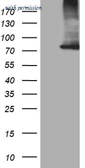 OriGene TA810597 image 1