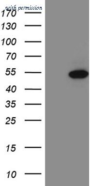 OriGene TA810609S image 1